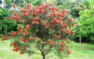 紅千層是不是吉祥花，紅千層是吉祥花