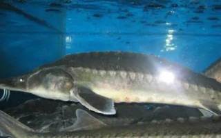 鱘魚能取多少次魚子，一生只能取1次