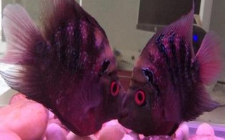 鸚鵡魚有沒有黑色的，麒麟鸚鵡魚呈黑色