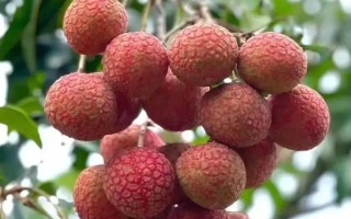 靈山香荔有什么特點(diǎn)，外皮深紅、果肉較厚、具有較高的可食率
