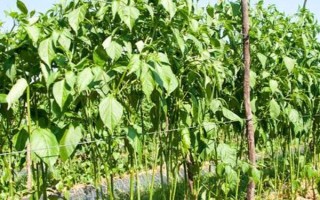 何時(shí)種植長豆角，以4-5月份為宜