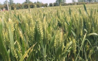 宛麥632小麥種子介紹，每畝適宜基本苗18～22萬