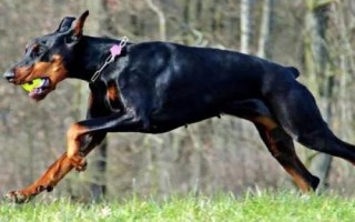 杜賓犬適合吃什么狗糧，愛慕絲、麥頓、麥德琳等品牌均為適宜選擇