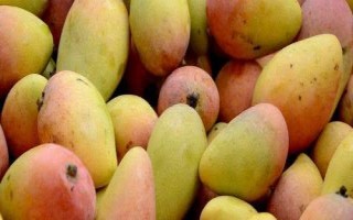 芒果結(jié)果期的管理辦法，一定要注意使用安全、高效、環(huán)保的藥劑