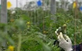 施用農(nóng)藥的技法，常用以下6種技法