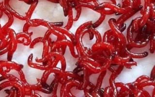 黃顙魚的食性，魚苗階段主要以浮游動物為食