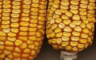 爾豐18玉米品種簡(jiǎn)介，該品種屬中熟雜交玉米