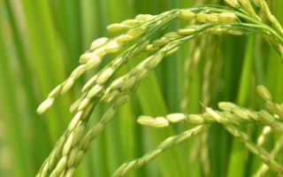 隆兩優(yōu)1074水稻種子簡介，秈型兩系雜交水稻品種