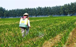 玉米苗后除草劑幾天見效，5-7天左右見效