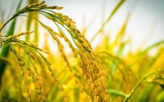 我國(guó)農(nóng)作物熟制，不同地區(qū)的主要作物不同