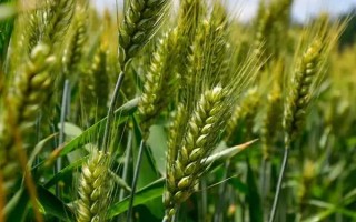 開麥22小麥種子特征特性，最佳播期10月10日左右