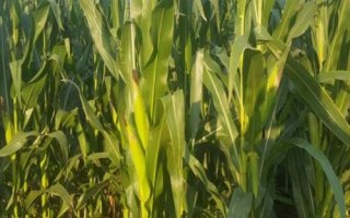 G9826玉米種簡介，注意防治病蟲害