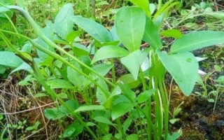 旱半夏簡介，多年生草本植物