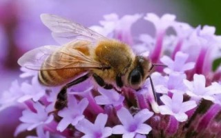 秋天有哪些益蟲，包括蟈蟈、蜜蜂、螳螂等常見種類