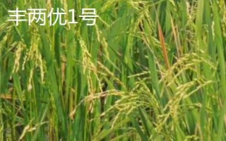 什么是再生稻，是指種一茬收獲兩次的水稻