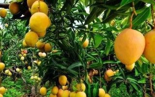 芒果葉疫病的癥狀，嚴(yán)重時(shí)會(huì)導(dǎo)致葉片全部枯死掉落
