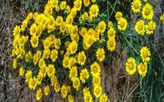 野菊花有什么特點(diǎn)，花瓣數(shù)量較多且顏色為嫩黃色