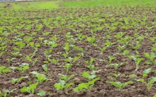 油菜為什么會僵苗，是受到干旱漬害、缺肥、病蟲害等因素的影響