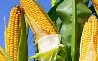 禾平601（利禾771）玉米種子特點，4月20日后播種