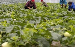 種植甜瓜使用什么肥料，不同時期所用的肥料有區(qū)別