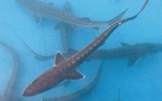 鱘魚屬于淡水魚還是海魚，應視情況而定
