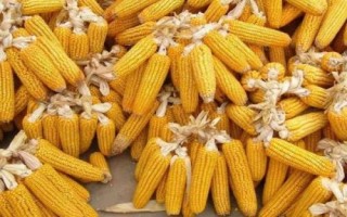 海平605玉米種子特點，大喇叭口期防治玉米螟