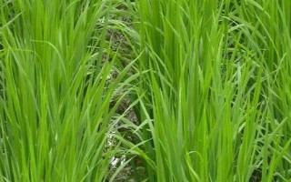 龍王糯81水稻品種簡介，4月中旬至5月上旬播種