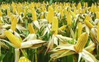 GK9988玉米品種的特性，中抗穗腐病