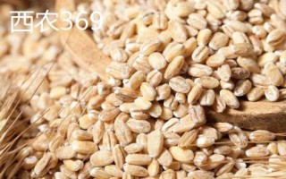 西農(nóng)小麥種子，常見這6種