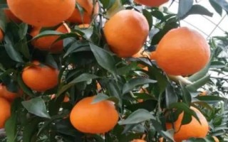 廣西橘子的品種，常見的有沃柑、夏橙、砂糖橘等