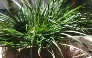 怎么栽培菖蒲，初期主施氮肥、生長季節(jié)可粗放管理