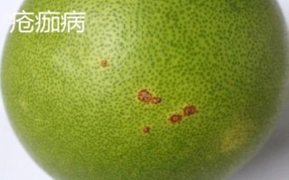 常見的柚類果樹病蟲害及防治方法，需對(duì)癥下藥