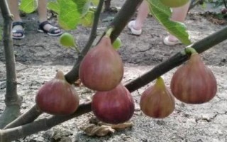 無花果的種植技術(shù)，可扦插、壓條或分株繁殖