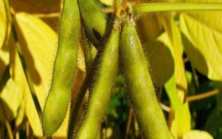 皖黃506大豆種子特征特性，注意防治蚜蟲