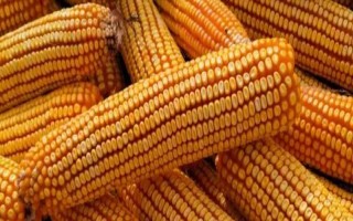 德育919玉米種子特征特性，比對照品種鄭單958早4天