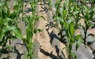 玉米種植要注意什么，種植地應(yīng)滿足深厚疏松、遠(yuǎn)離污染等要求