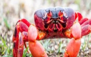 海紅蟹和梭子蟹的區(qū)別，價(jià)格和外形均不同