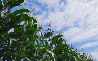 豫青貯23玉米品種的特性，注意防治絲黑穗病和小斑病