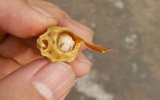 免移蟲育王盒的如何使用，先放到蜜糖水中浸泡2-4小時(shí)