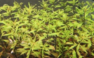 寬葉榕水草好不好養(yǎng)，很適合初次種植水草的新手