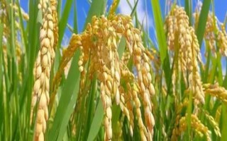 松糧5號(hào)水稻種子特點(diǎn)，并噴施防治穗頸瘟藥劑