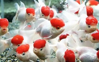 金魚頭瘤破的原因，一般是魚群互斗導(dǎo)致的