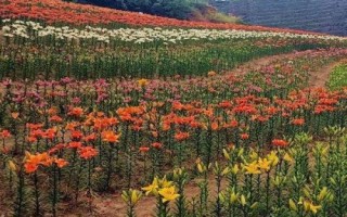 百合花的繁殖方法，春季可在苗圃中播種