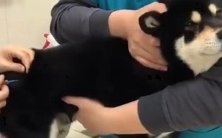 犬貓氨基糖苷類抗生素中毒臨床癥狀，可致機體麻木、頭昏、耳鳴等