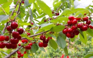 車(chē)?yán)遄拥姆N植環(huán)境介紹，可以在每年4-5月份進(jìn)行種植