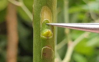 月季可以和什么樹嫁接，包括玫瑰、薔薇等品種