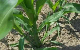 三力589玉米種簡(jiǎn)介，3月下旬至4月下旬播種