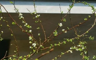 干枝雪柳要不要噴水，在生長(zhǎng)期間需經(jīng)常用噴壺往葉面噴水