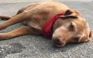 狂犬病的癥狀，狗狗會(huì)出現(xiàn)精神沉郁、唾液增多等癥狀