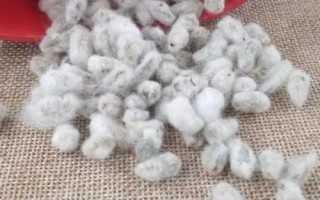 豫棉516棉花品種的特性，生育期117天